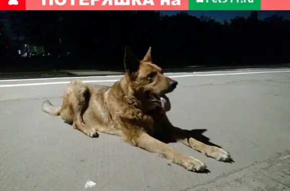 Пропала собака Шерхан на Тракторной улице, Рубцовск.