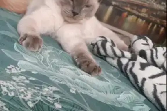 Потерянные животные Челябинск, фото: Пропала кошка на плановом посёлке в Челябинске