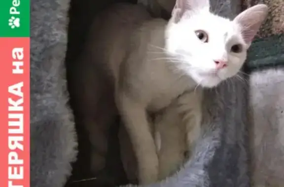 Кошки потеряшки, Москва, фото: Потеряшка кошка на Сокольническом валу 6/1