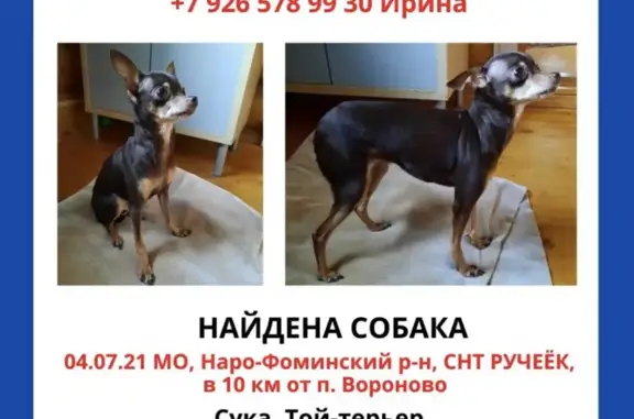 Собака Той-терьер ищет хозяев в Москве, 103073