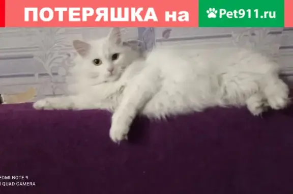 Пропала кошка на улице Л. Поземского, Псков