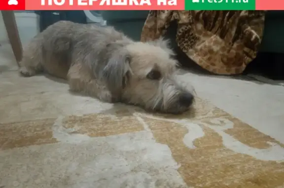 Найдена собака в районе Новогодних вокзала, улица Дзержинского