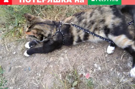 Пропала кошка Лиза, Железнодорожная ул., Братск