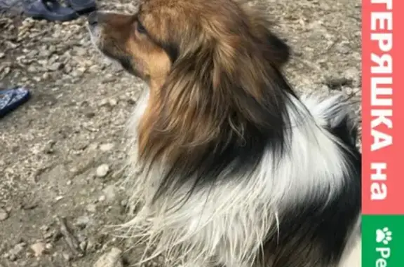 Пропала собака Майло из СНТ Локомотив-1, Челябинск