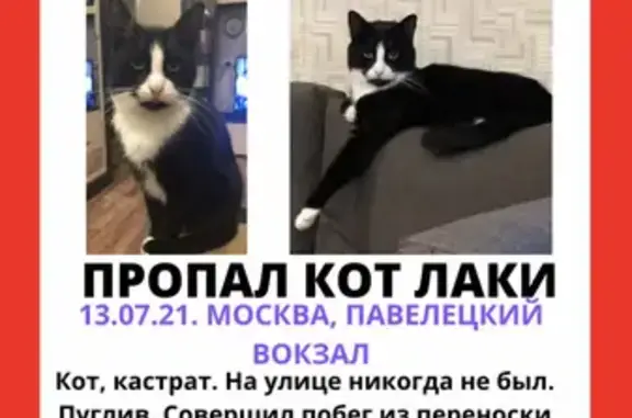 Пропала кошка на Павелецкой вокзале, убежал кот