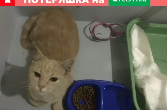 Найдена кошка в Московской районе, ищу хозяина