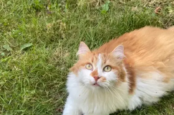 Найден ручной кот на Новоизмайловском проспекте