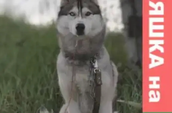 Собаки потеряшки, Новоомский, фото: Потеряшка хаски кобель в Новоомском поселении, Омская область