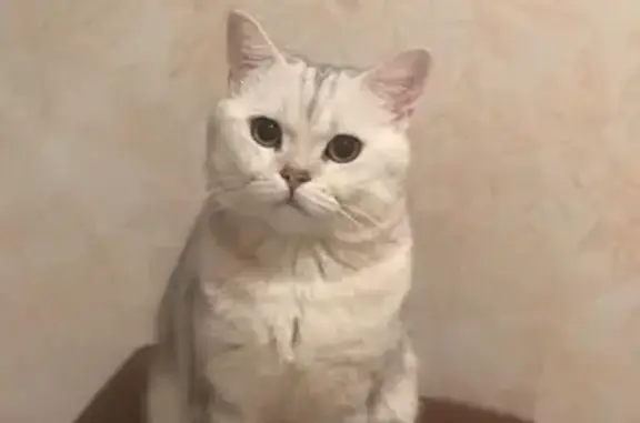 Кошки потеряшки, Семикаракорск, фото: Потеряшка кот на ул. Араканцева 16 в Семикаракорске