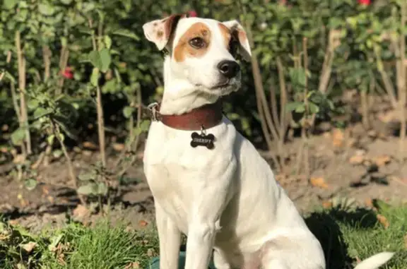 Собаки потеряшки, Санкт-Петербург, фото: Потеряшка собака Шериф в районе Шуваловский/Шаврова, СПб