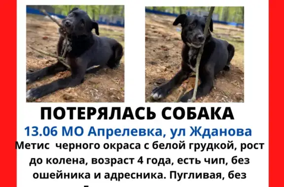Пропала собака в Апрелевке, вознаграждение 10т: Дворняга, девочка, 4г, черная с белой грудкой, без ошейника и адресника, пугливая.