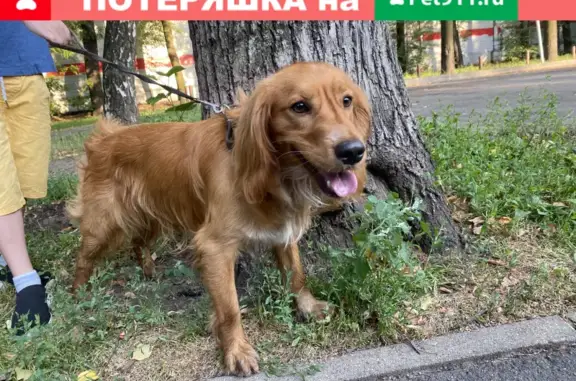 Найдена собака в Мытищах на ул. Селезнёва