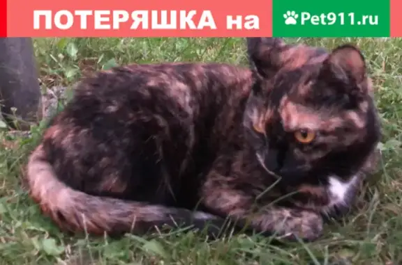 Пропала кошка Боня, СНТ Звёздочка, Сорокино