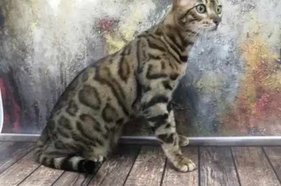 Потерянные животные Широкая Балка, фото: Пропал кот по адресу Широкая Балка, Новороссийск, Краснодарский край