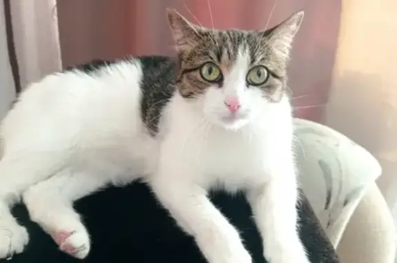 Кошки потеряшки, Кормиловка, фото: Потеряшка кошка Дуня из СНТ 