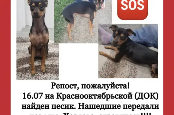 Найдена собака на Томской улице, поселок ДОК