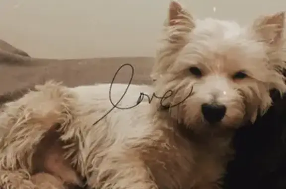 Собаки потеряшки, Санкт-Петербург, фото: Потеряшка Бертель: потерян Весь Хайленд уайт терьер на ул. Некрасова