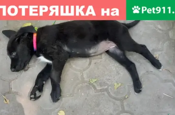 Найден щенок на ул. Александровская 126 - помогите найти ему дом!