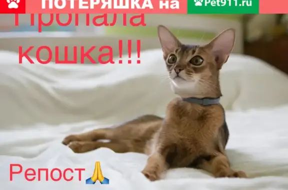 Пропала кошка Милана в районе Северный г. Москвы, вознаграждение