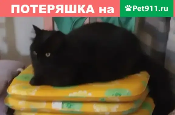 Кошки потеряшки, Анапа, фото: Потеряшка кот в районе анапского Маяка, нужна помощь!