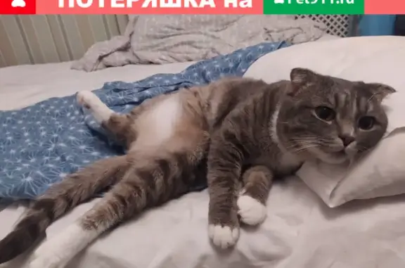 Пропала кошка Френки с зелёным ошейником в Басманном районе, Москва