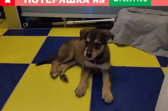 Найден щенок на улице Адмирала Макарова, Войковский район, Москва