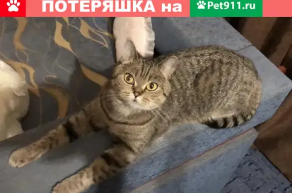 Пропала кошка Британка на Молодёжной улице, Буинск, Татарстан