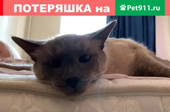 Пропала кошка в Щёлково-7, вознаграждение ждет нашедшего