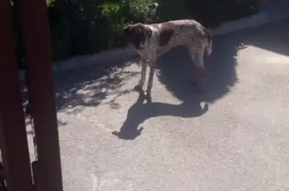 Найдена собака Кобель: ищет хозяев по адресу 23, Пекинский проезд