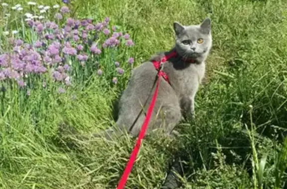 Кошки потеряшки, Тольятти, фото: Потеряшка британская кошка на СНТ Отрада, адрес: 12, Северная улица