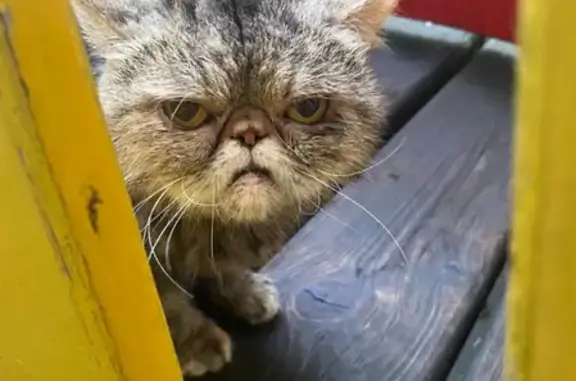 Найдена кошка на Красноказарменной улице