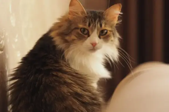 Кошки потеряшки, Ярославль, фото: Потеряшка кошка Алиса, ул. Кривова 19, Ярославль