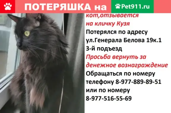 Пропал кот Кузя на Домодедовской ярмарке