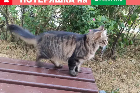 Найдена ручная кошка возле дома 7/1 на ул. Брянцева, СПб