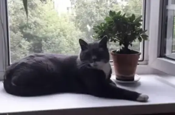 Кошки потеряшки, , фото: Потеряшка кошка Дымка, Дворцовая площадь, Санкт-Петербург