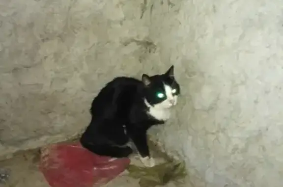 Найдена кошка в Купчино, Санкт-Петербург