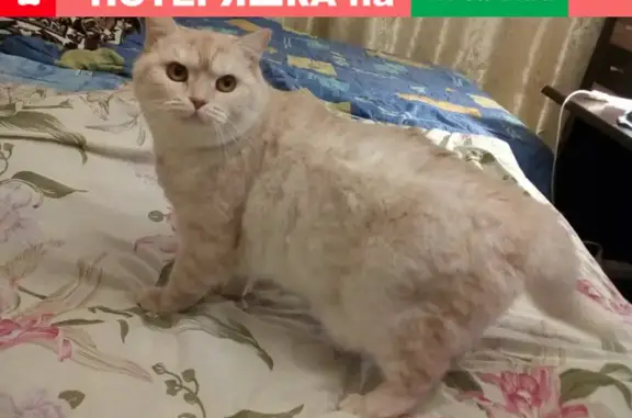 Кошки потеряшки, Санкт-Петербург, фото: Потеряшка кошка в Рассколово, Ленинградская область