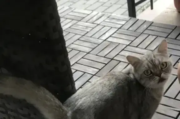 Пропала кошка Кот на Центральной улице, Покровское, Истра, Московская обл.