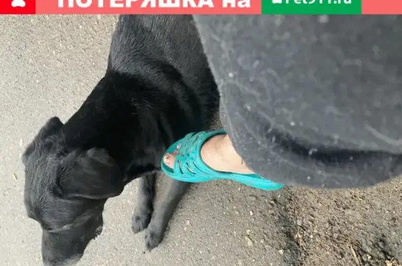 Собака найдена в районе Полянской-Козуева, Кострома