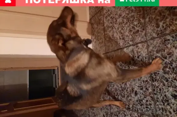 Найдена собака на улице Труда, Челябинск