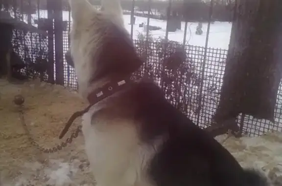 Собаки потеряшки, Пугачи, фото: Потеряшка собака Гера в Пугачах, Белгородская область