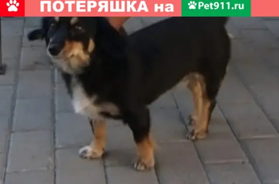 Собаки потеряшки, Ростов-на-Дону, фото: Потеряшка собака в Ростове, адрес: 52, 3-я линия, Нахичевань, 344019