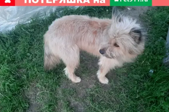 Собаки потеряшки, Томск, фото: Потеряшка собака на ул. Академика Сахарова, Томск