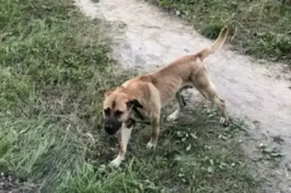 Крупный пёс найден на улице Лукино