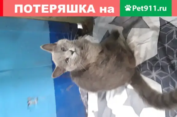 Найдена кошка в Звенигороде на проезде Ветеранов