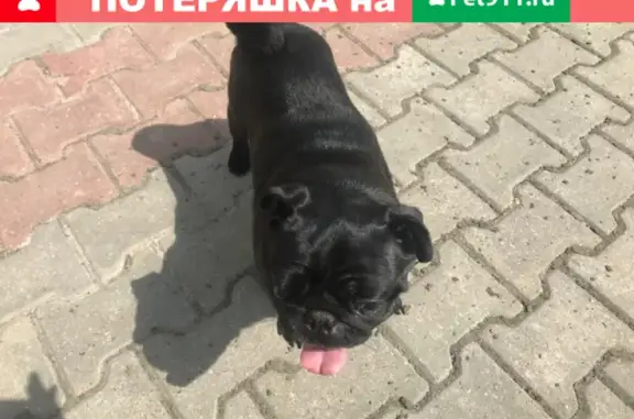 Найдена собака на ул. Веры Волошиной, Мытищи.