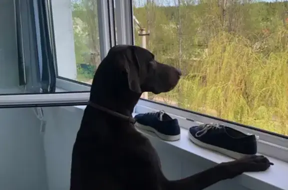 Пропала собака Ричи в районе ГПЗ, Сосновка - photo