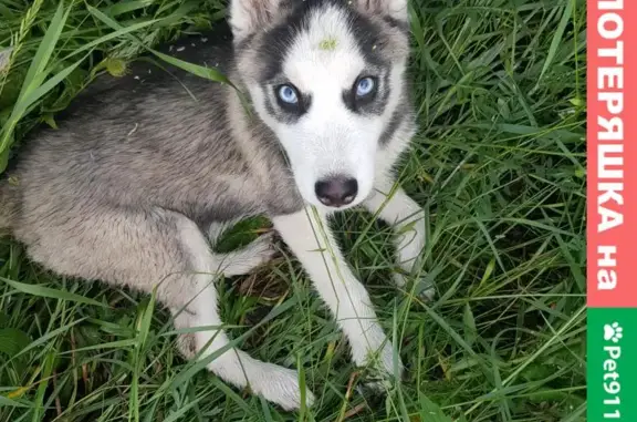 Найден щенок хаски в Иркутске, Ершовский микрорайон