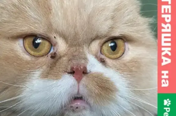 Найдена кошка на улице Глеба Успенского