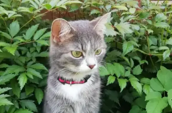 Кошки потеряшки, Санкт-Петербург, фото: Потеряшка кошка на Евдокима Огнева 22, СПб.